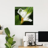 Calla Lily, Zantedeschia Poster (Thuiskantoor)