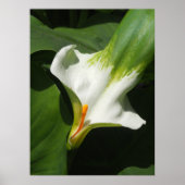 Calla Lily, Zantedeschia Poster (Voorkant)