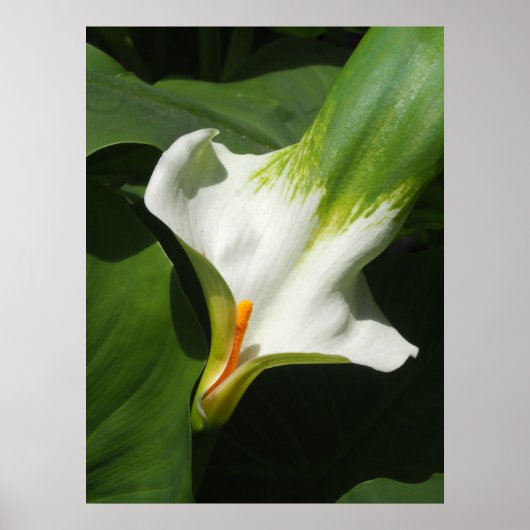 Calla Lily, Zantedeschia Poster (Voorkant)