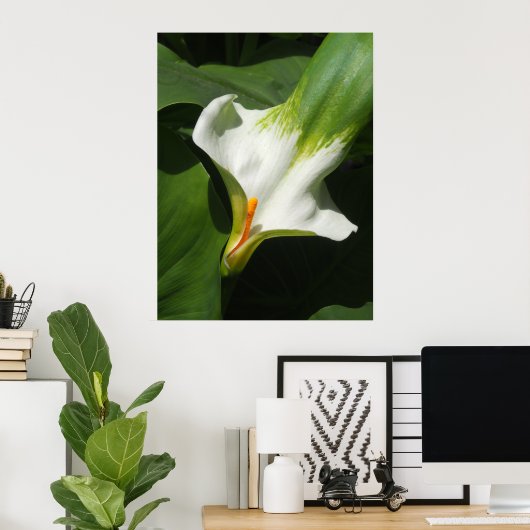 Calla Lily, Zantedeschia Poster (Thuiskantoor)