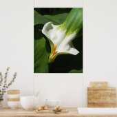 Calla Lily, Zantedeschia Poster (Keuken)