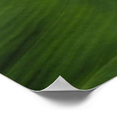 Calla Lily, Zantedeschia Poster (Hoek)