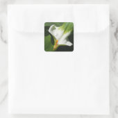 Calla Lily, Zantedeschia Vierkante Sticker (Tas)