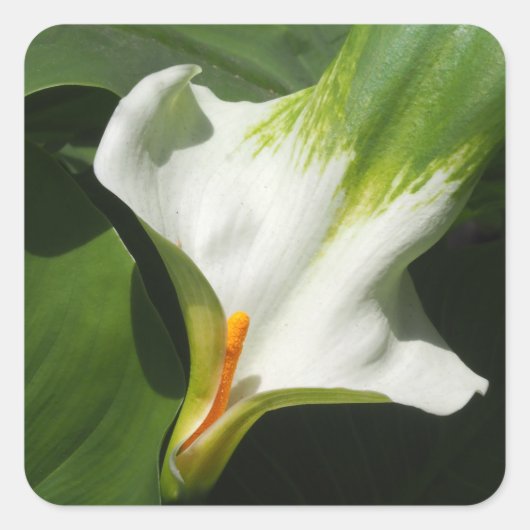 Calla Lily, Zantedeschia Vierkante Sticker (Voorkant)