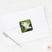 Calla Lily, Zantedeschia Vierkante Sticker (Envelop)