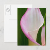 Calla Pano Briefkaart (Voorkant / Achterkant)