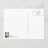 Calla Pano Briefkaart (Achterkant)