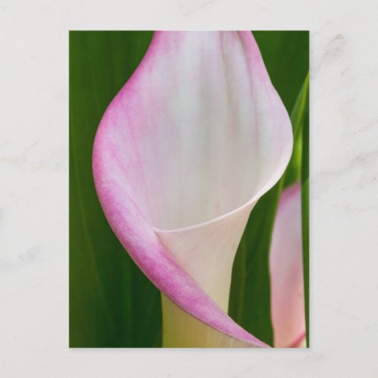 Calla Pano Briefkaart (Voorkant)