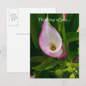Calla Roll Thinking You Briefkaart (Voorkant / Achterkant)