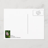 Calla Roll Thinking You Briefkaart (Achterkant)