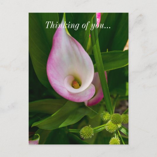 Calla Roll Thinking You Briefkaart (Voorkant)