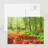 Callaway Azaleas Briefkaart (Voorkant / Achterkant)