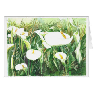 Calle Lilies