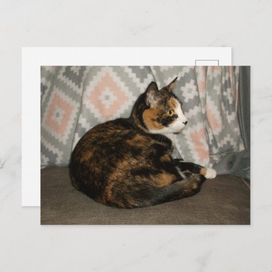 Callie Cat op Sofa Briefkaart (Voorkant / Achterkant)