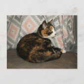Callie Cat op Sofa Briefkaart (Voorkant)