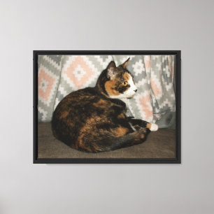 Callie Kat op bank Canvas Afdruk