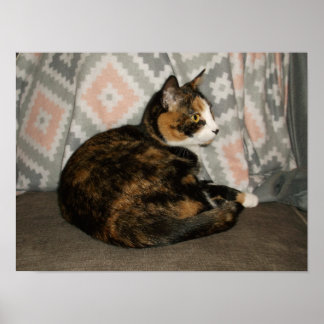 Callie Kat op Bank Poster