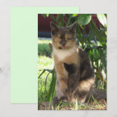 Callie Muffin de Dwaze Zwerfkat Plat Kaart (Voorkant / Achterkant)