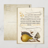 Calligrafie van gelakt initiaal  pereninsect briefkaart (Voorkant / Achterkant)