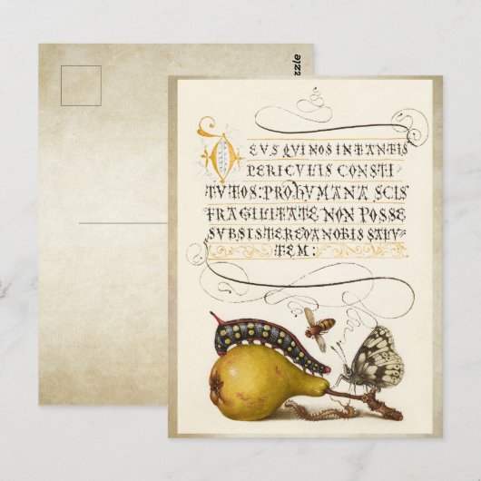 Calligrafie van gelakt initiaal pereninsect briefkaart (Voorkant / Achterkant)