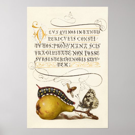 Calligrafie van gelakt initiaal  pereninsect poster (Voorkant)