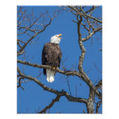 Calling Bald Eagle Foto Afdruk (Voorkant)