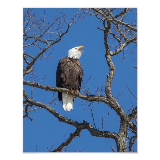 Calling Bald Eagle Foto Afdruk (Voorkant)