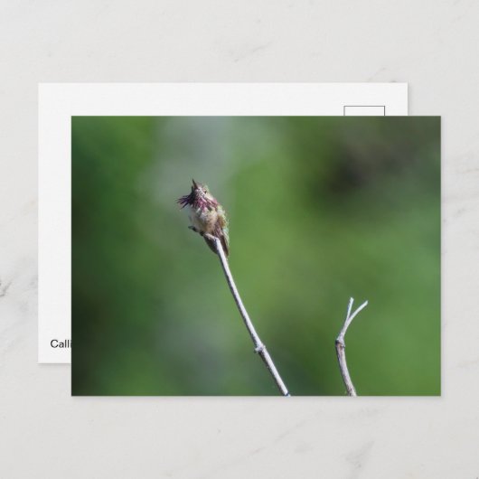 Calliope Hummingbird Briefkaart (Voorkant / Achterkant)