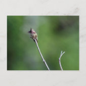 Calliope Hummingbird Briefkaart (Voorkant)