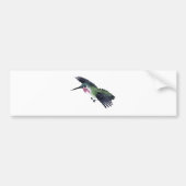 Calliope Hummingbird Bumpersticker (Voorkant)