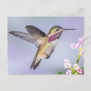 Calliope Hummingbird Flying in Paars & Roze Briefkaart