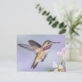 Calliope Hummingbird Flying in Paars & Roze Briefkaart (Staand voorkant)