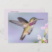 Calliope Hummingbird Flying in Paars & Roze Briefkaart (Voorkant / Achterkant)