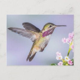 Calliope Hummingbird Flying in Paars & Roze Briefkaart