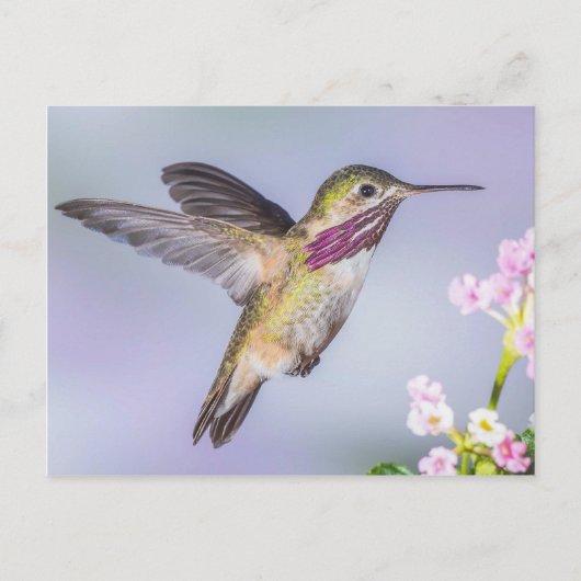 Calliope Hummingbird Flying in Paars & Roze Briefkaart (Voorkant)