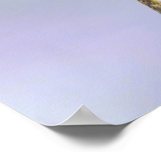 Calliope Hummingbird Flying in Paars & Roze Poster (Hoek)