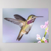Calliope Hummingbird Flying in Paars & Roze Poster (Voorkant)