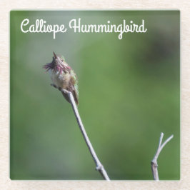 Calliope Hummingbird Glazen Onderzetter