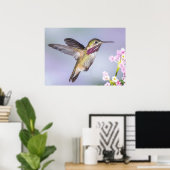 Calliope Hummingbird in vlucht Poster (Thuiskantoor)