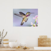 Calliope Hummingbird in vlucht Poster (Keuken)