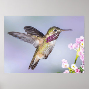Calliope Hummingbird in vlucht Poster