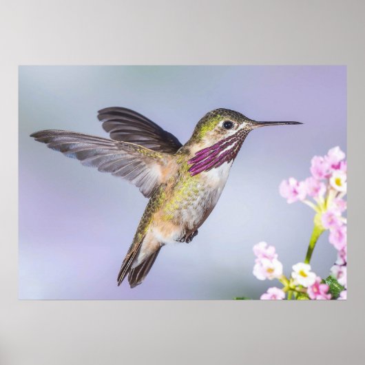 Calliope Hummingbird in vlucht Poster (Voorkant)