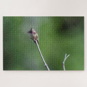 Calliope Hummingbird Legpuzzel (Horizontaal)