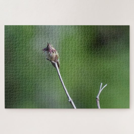Calliope Hummingbird Legpuzzel (Horizontaal)