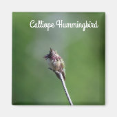 Calliope Hummingbird Magneet (Voorkant)