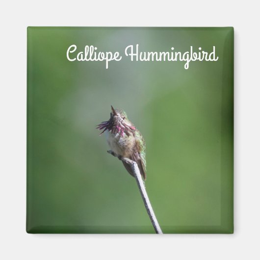 Calliope Hummingbird Magneet (Voorkant)