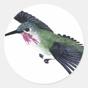 Calliope Hummingbird Ronde Sticker