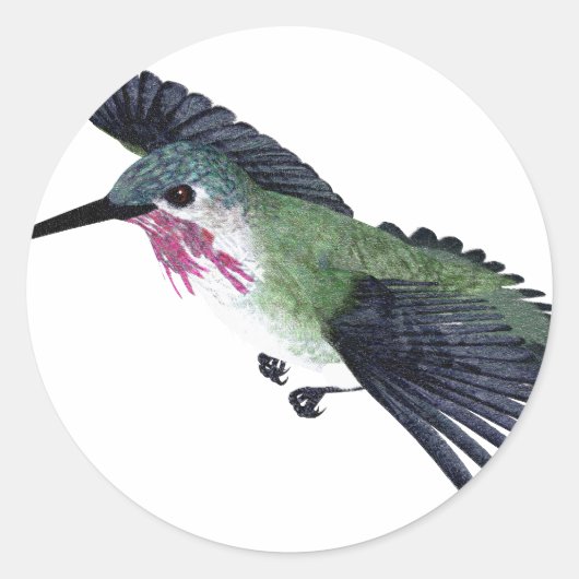 Calliope Hummingbird Ronde Sticker (Voorkant)