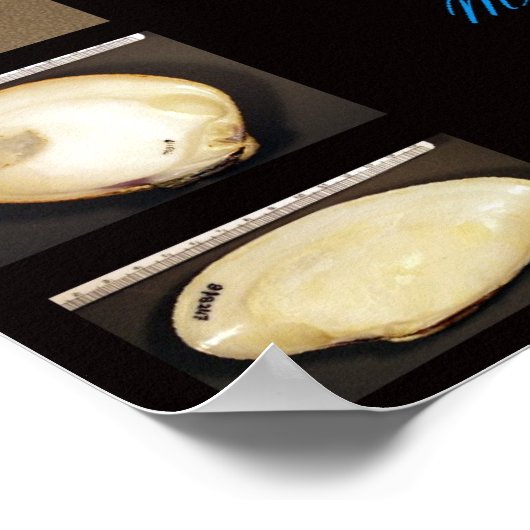 Callista Poster (Hoek)