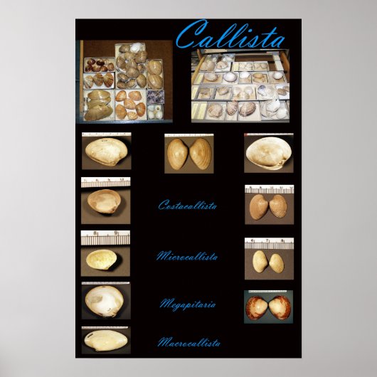 Callista Poster (Voorkant)
